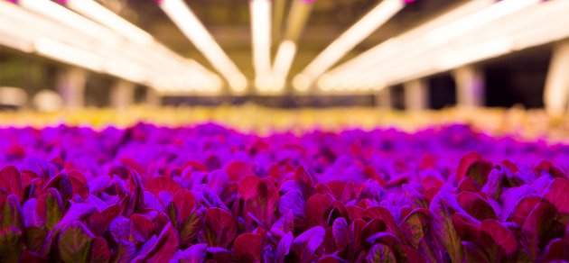 Công nghệ mới trồng rau bằng đèn LED