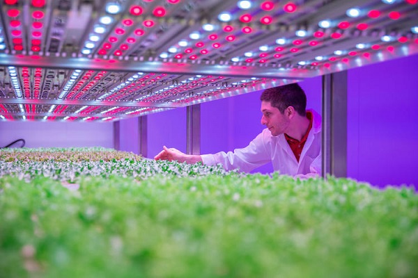 Công nghệ trồng rau bằng đèn LED chia tay với thuốc trừ sâu